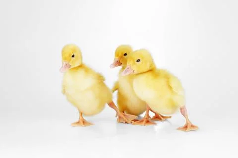 Three fluffy chicks Stock Photos