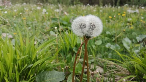Three fluffy dandelions Stock Footage 129877387