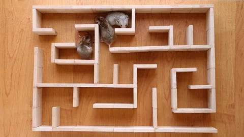 Three fluffy hamsters are looking for a way out of a wooden maze. Stock Footage 246430384