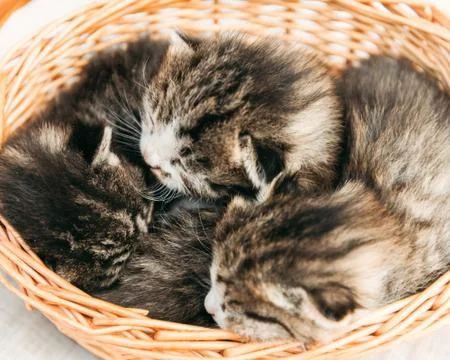 Three fluffy kitten in a basket Stock Photos