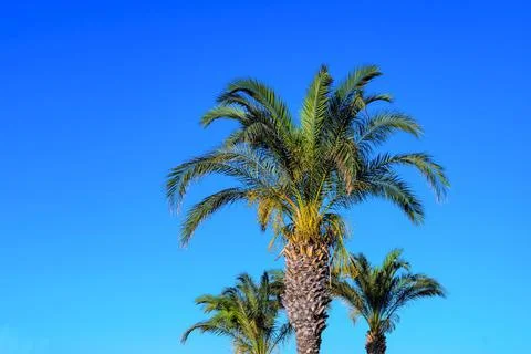 Three fluffy palm trees Foto stock