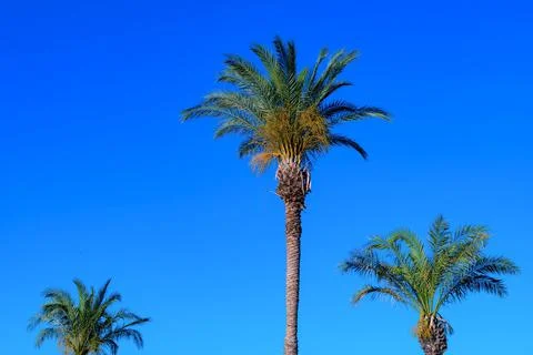 Three fluffy palm trees Stock Photos