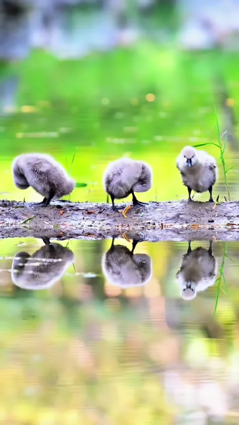 Three fluffy swan cygnets standing on a muddy riverbank with reflections Видео 336033251