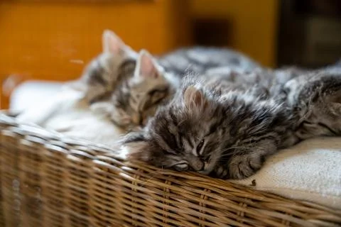 Three Fluffy Tabby Kittens Napping Peacefully in a Basket Stock Photos