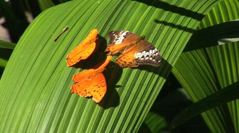  three fluttering Cruiser, butterflies  on leaf Stock Footage 156232