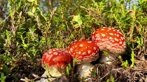 Three Fly agaric Stock Footage 250599316