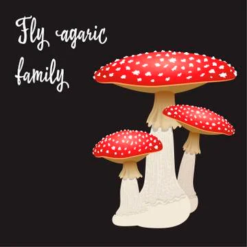 Three fly agaric mushrooms isolated on black background. Vector Illustration Stock Illustration