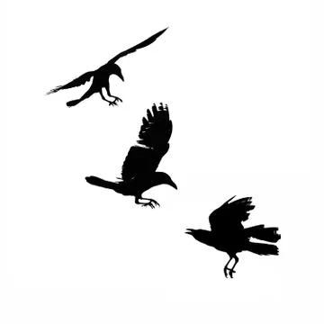 Three flying crows, silhouette isolated Stock Photos