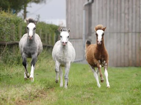 Three Foals Stock Photos