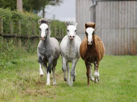 Three Foals Foto stock