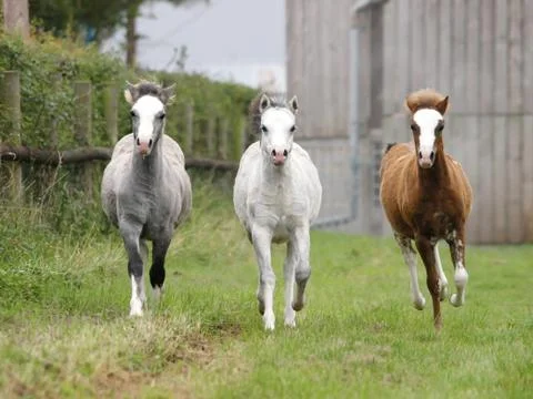 Three Foals Stock Photos
