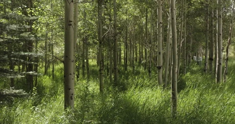 Three Stock Footage 201619290