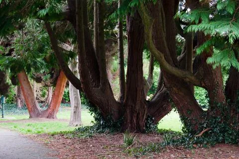 Three forked trees in a park Stock Photos