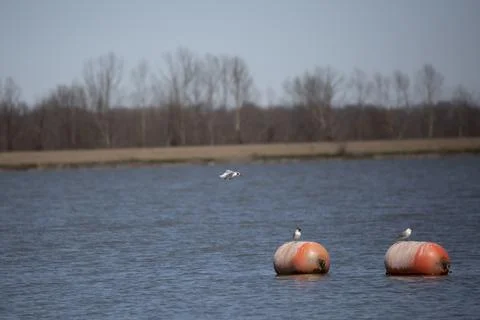 Three Forster's Terns Stock Photos