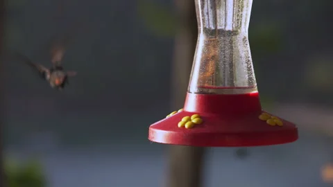 Three to four hummingbirds hover over the sugar water, syrup feeder. Stock Footage 286869287