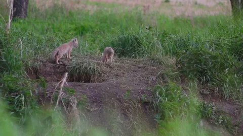 Three Fox near the hole Stock Footage 85321950