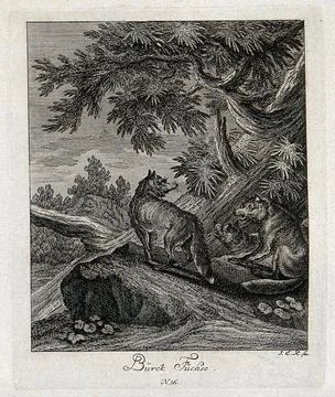Three foxes in a forest. Etching by J. E. Ridinger. Stock Illustration