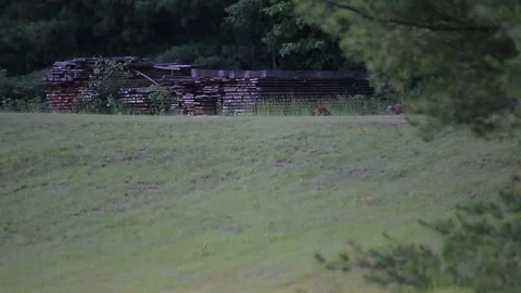 Three foxes playing by lumber piles Stock-Footage 134606133