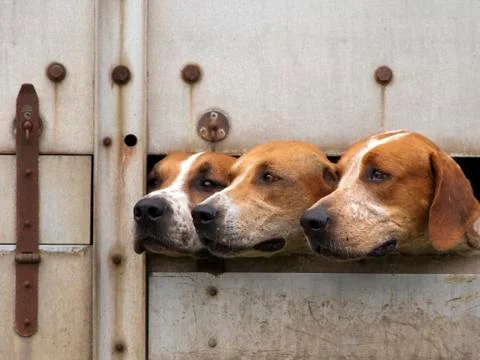 Three foxhounds Stock Photos