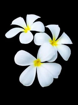 Three frangipani flowers Stock Photos