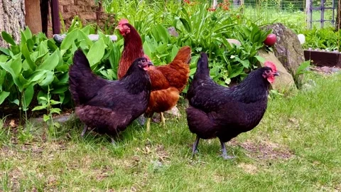 Three free range chickens forage on the green grass near ferns. Stock Footage 251905241