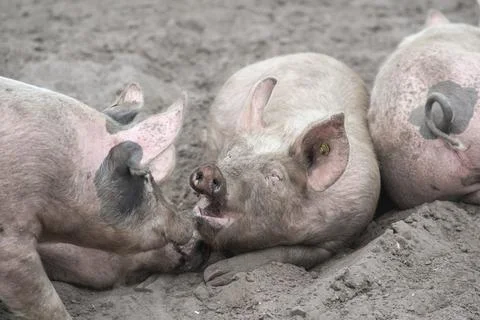 Three free range pig lying in the sand enjoying themselves Stock Photos