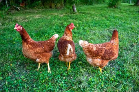 Three free range Rhode Island Red farm chickens hens in green grass Foto stock