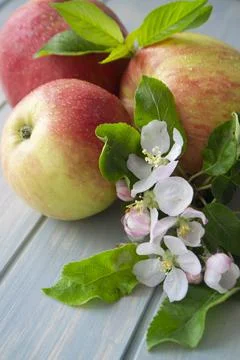 Three fresh apples with leaf and flowers on a light blue background Stock Photos