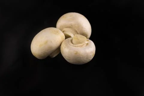 Three fresh champignons Stock-Fotos