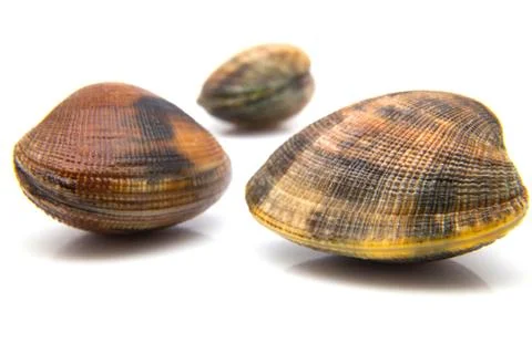 Three fresh clams Stock Photos