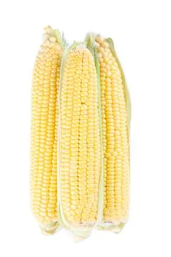 Three fresh corn on cobs isolated on white Stock Photos
