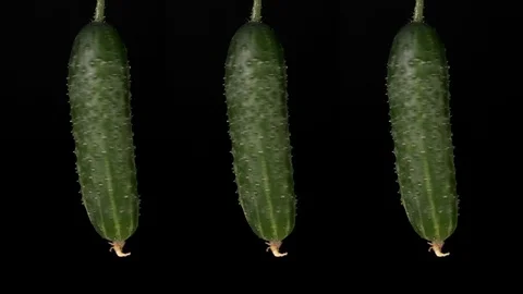 Three Fresh cucumbers rotates on a black background Stock Footage 126344227