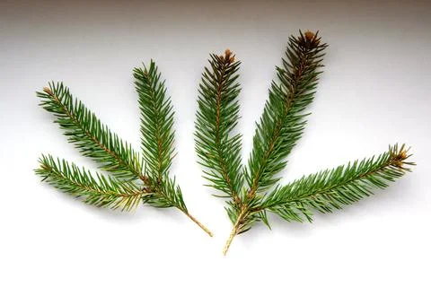 Three fresh evergreen sprigs display their lush green needles against a neutr Stock Photos