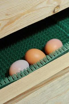 Three fresh farm eggs on an egg collection line in a modern poultry house. Stock Photos