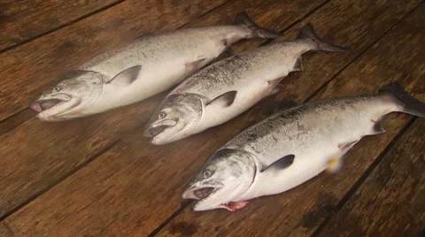 Three fresh fish on deck Stock Footage 54592284