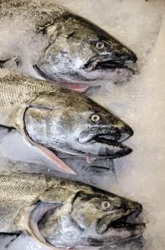 Three fresh fish 스톡 사진