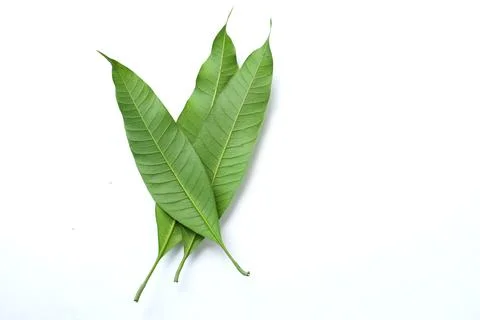 Three  Fresh green mango leaves,leaf isolate on white background. Stock Photos
