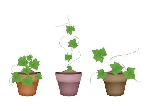 Three Fresh  Ivy Gourd in Ceramic Flower Pots Stock Illustration