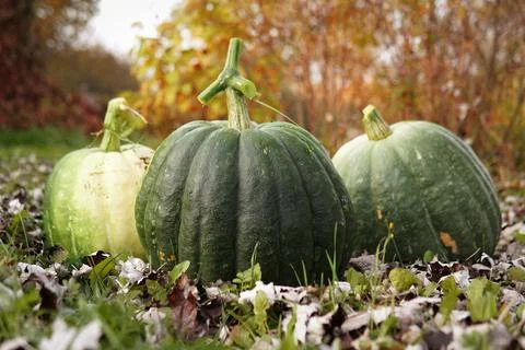 Three fresh large pumpkins just dug out of the ground on the grass covered wi Stockfoto's
