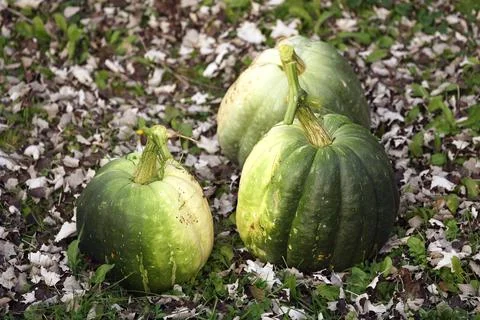 Three fresh large pumpkins just dug out of the ground on the grass covered wi Foto stock