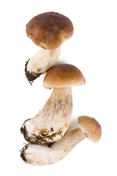 Three fresh mushroom Stock Photos