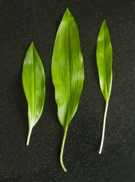 Three fresh ramsons (wild garlic) leaves Stock Photos