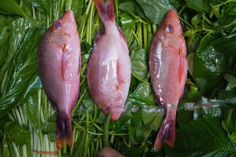 Three fresh raw red fish on green natural groceries are prepared before pro.. Fotos Stock