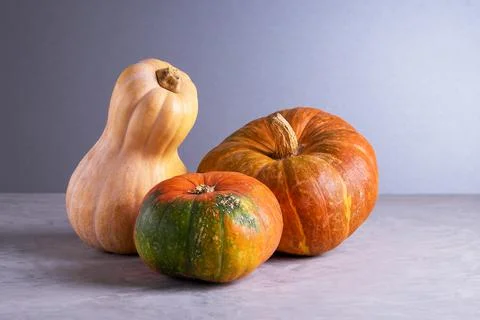 Three fresh ripe pumpkins on gray background Stock Photos