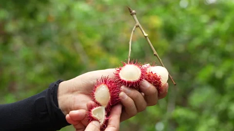 Three Fresh Ripe Red Rambutan Fruits Peeled in Hands Stock Footage 336320161