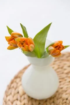 Three fresh spring orange tulips in a nice white glass vase on the straw boar Stock Photos