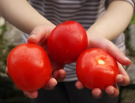 Three fresh tomatoes held in children's hands Stock Photos