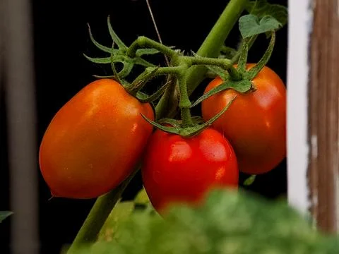 Three fresh tomatoes, one red and two orange, hang from a green stem agains.. Stock Photos