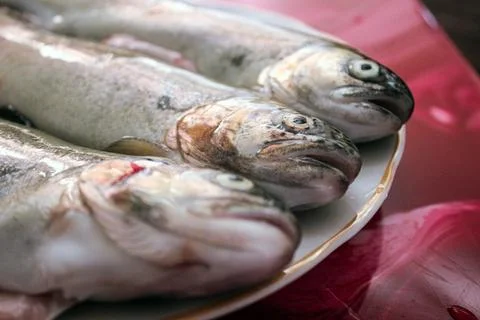Three fresh trout fish lying on plate in close up Stock Photos