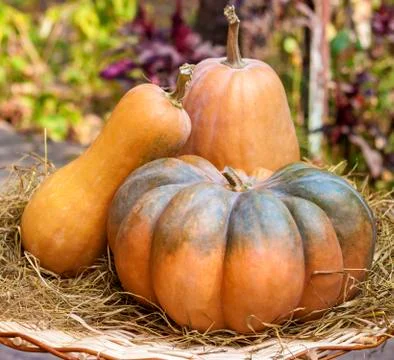 Three fresh whole pumpkins of different shapes Stock Photos